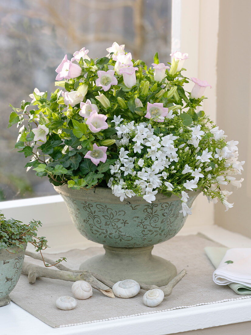 Schale mit Campanula 'Get Me' weiss und 'Kronprinzess' (Glockenblumen