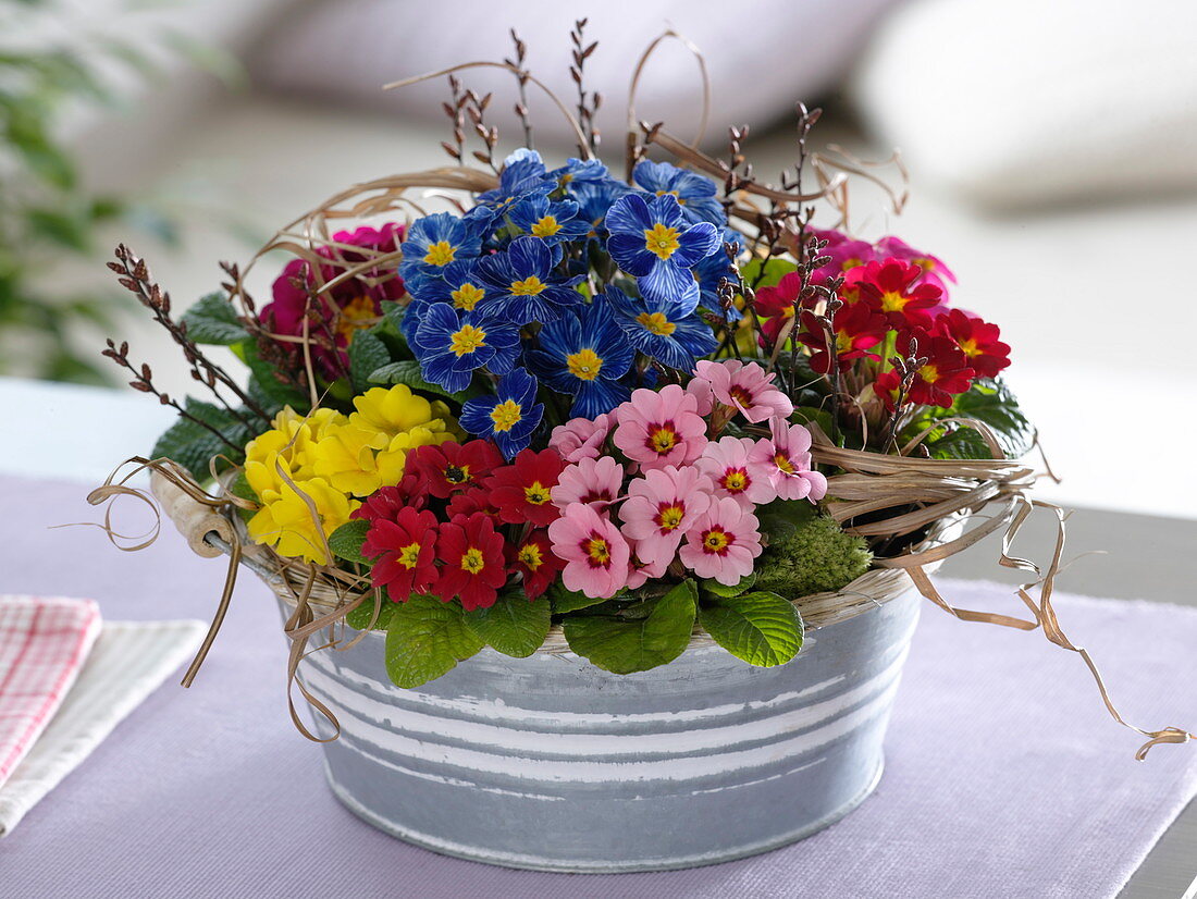 Zinc shell with primula acaulis (primrose), branches of betula