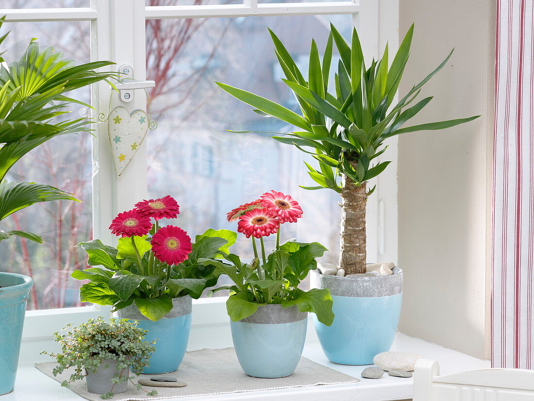 Gerbera, Yucca (palm-fern) and Pilea (gunner's flower) at the window