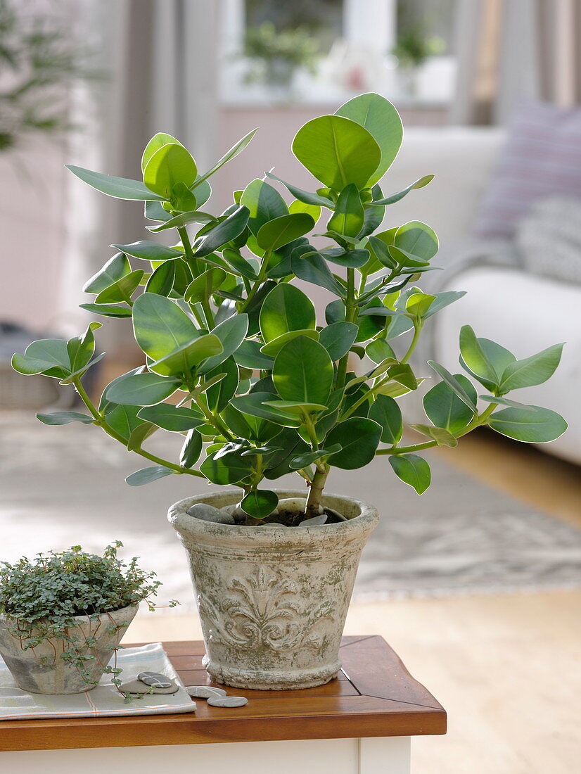 Clusia rosea (Balsamapfel), Pilea glauca (Kanonierblume)