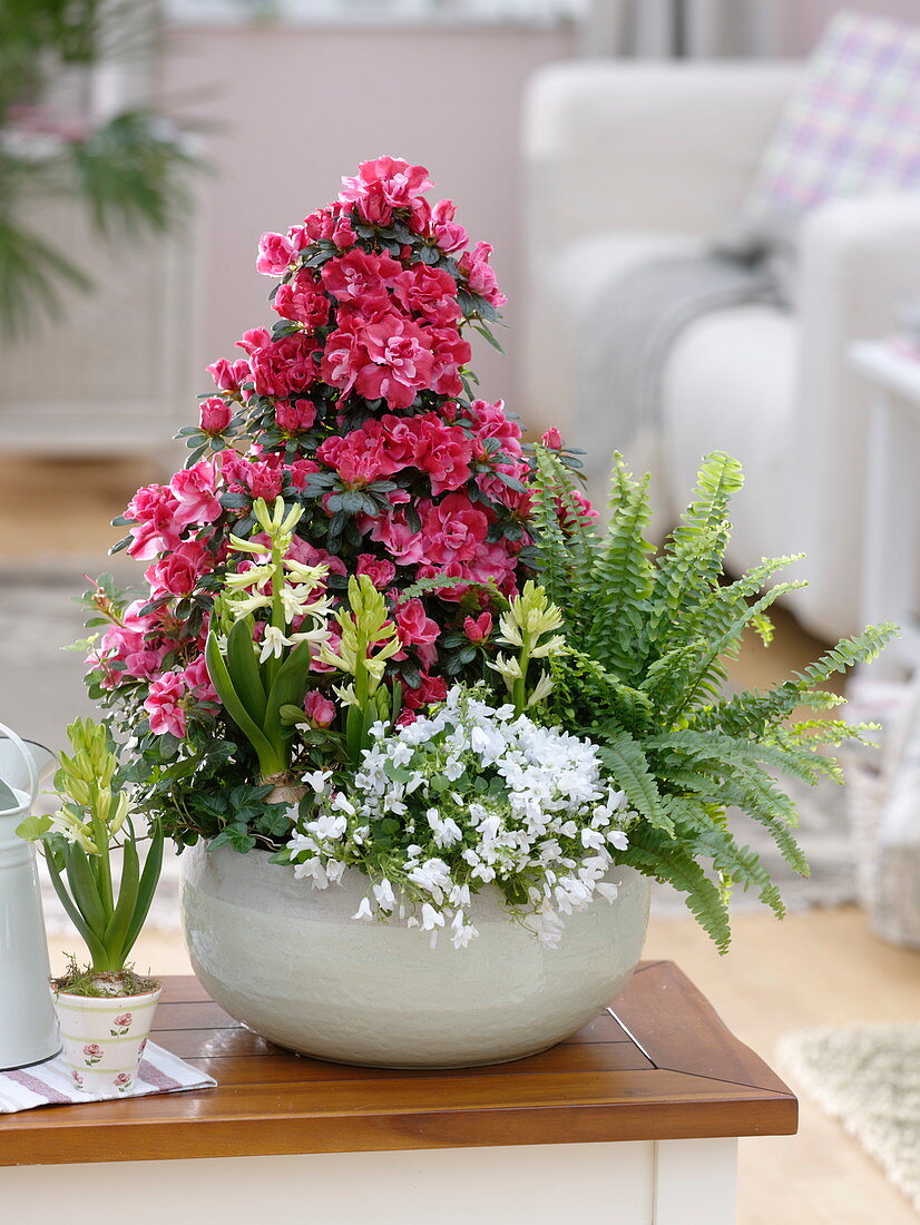 Bowl of Rhododendron simsii (indoor azalea) grown as a pyramid