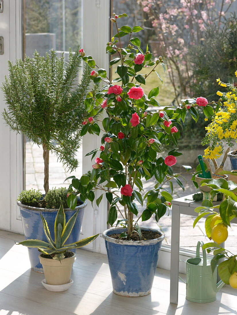 Rosemary Stem (Rosmarinus), Thyme (Thymus)