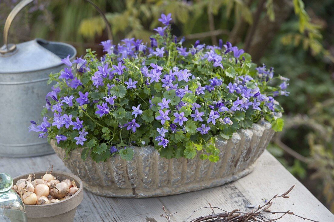 Campanula portenschlagiana (Cushion bellflower), pot with bulbs