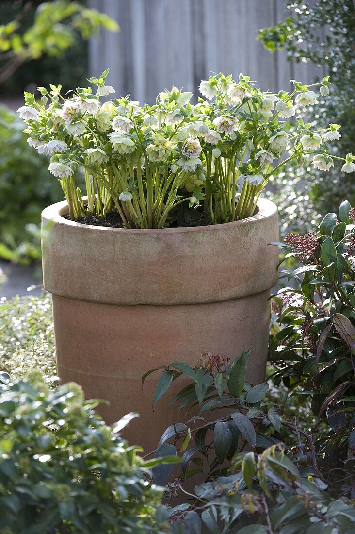 Helleborus orientalis 'Cindarella' (Lenzroses) in terracotta pots in the border