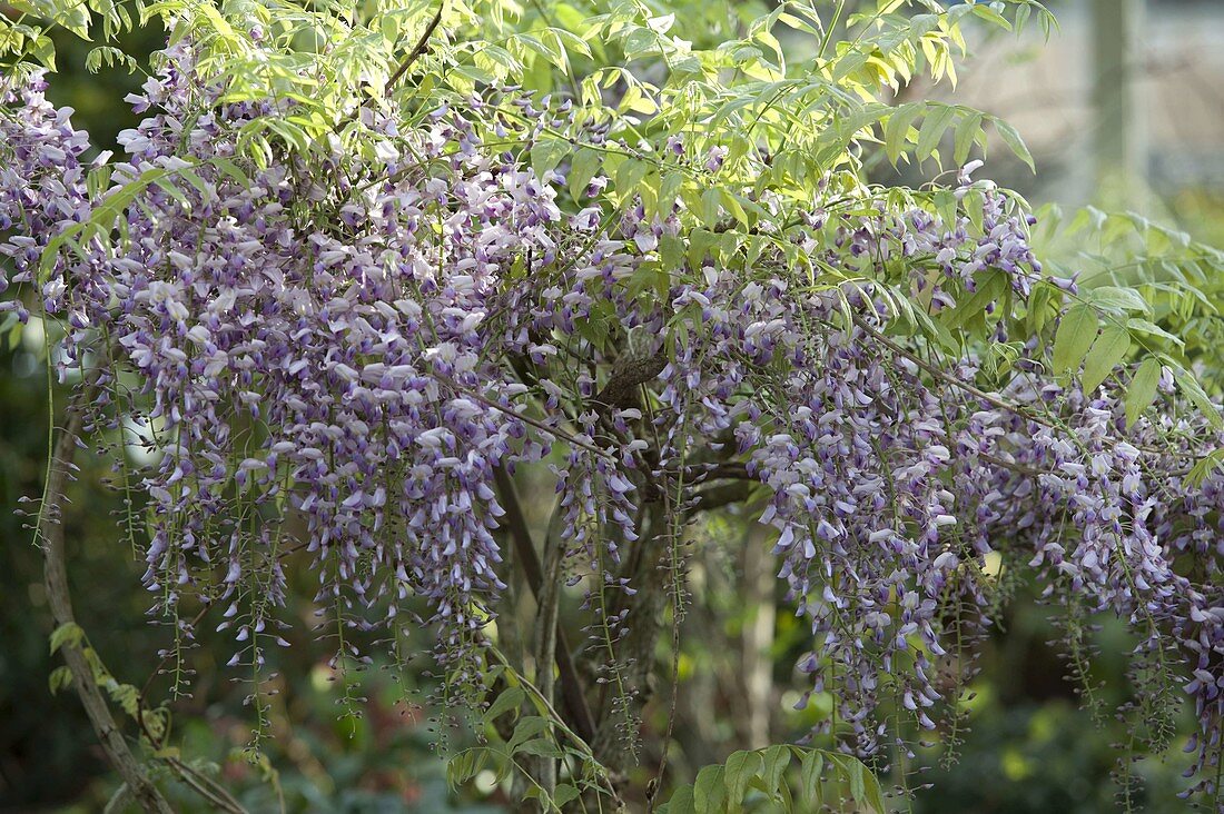 Wisteria floribunda 'Domino' (Blauregen)