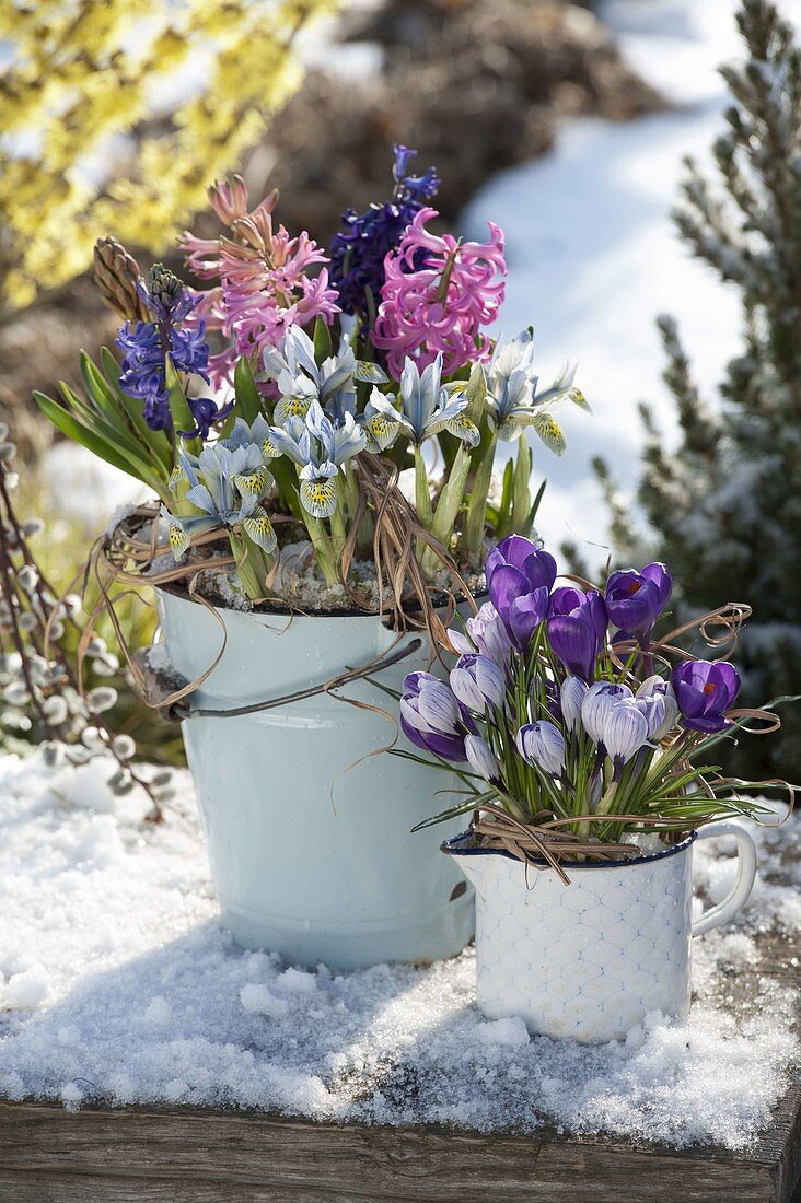 Enamel container with spring bloomers in the snow