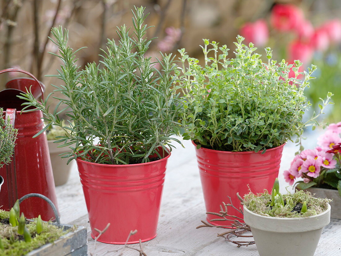 Rosemary (Rosmarinus) and marjoram (Origanum) in red pots