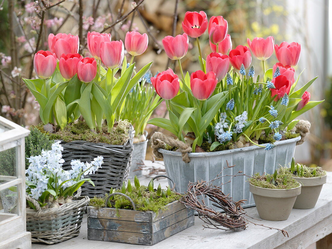 Metallkasten und Korb mit Tulipa 'Red Paradise' (Tulpen), Muscari