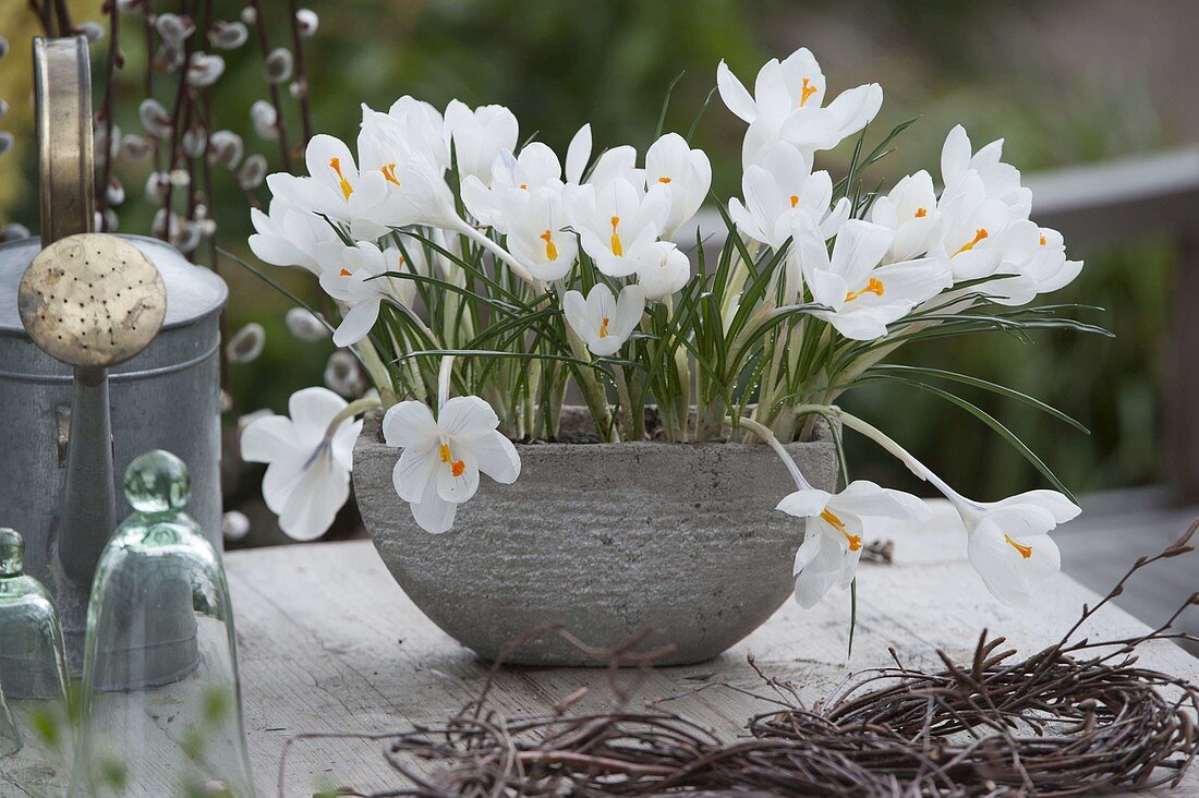 Crocus vernus 'Jeanne d'Arc' (Crocuses) in grey bowl'