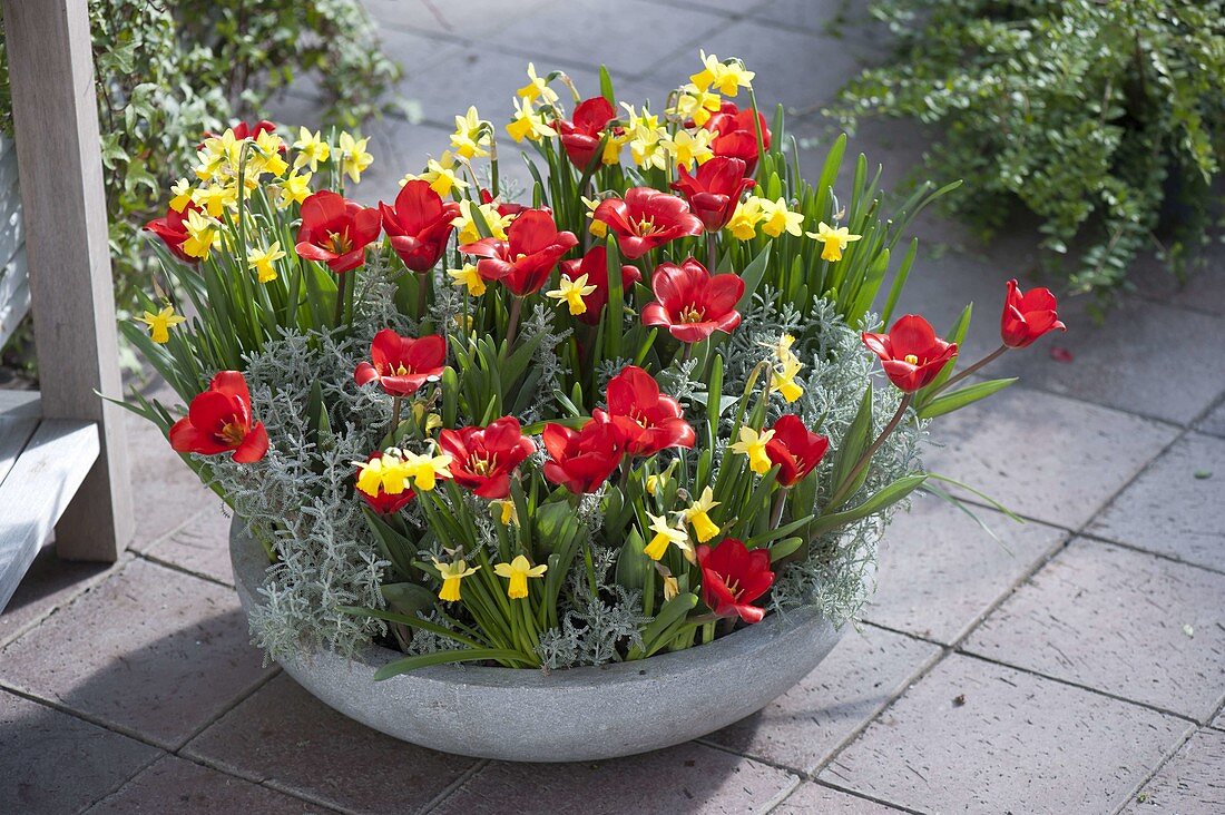 Flache Schale mit Tulipa 'Showwinner' (Tulpen), Narcissus 'Tete a Tete'