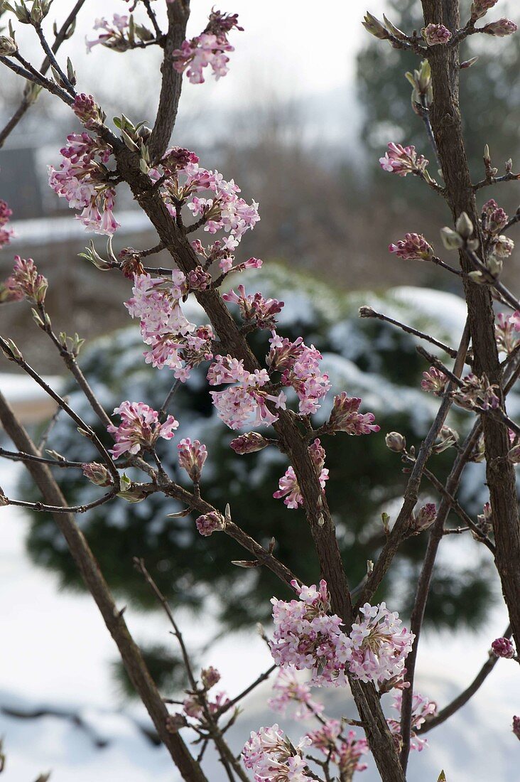 Viburnum bodnantense 'Dawn' (winter flowering scented snowball)