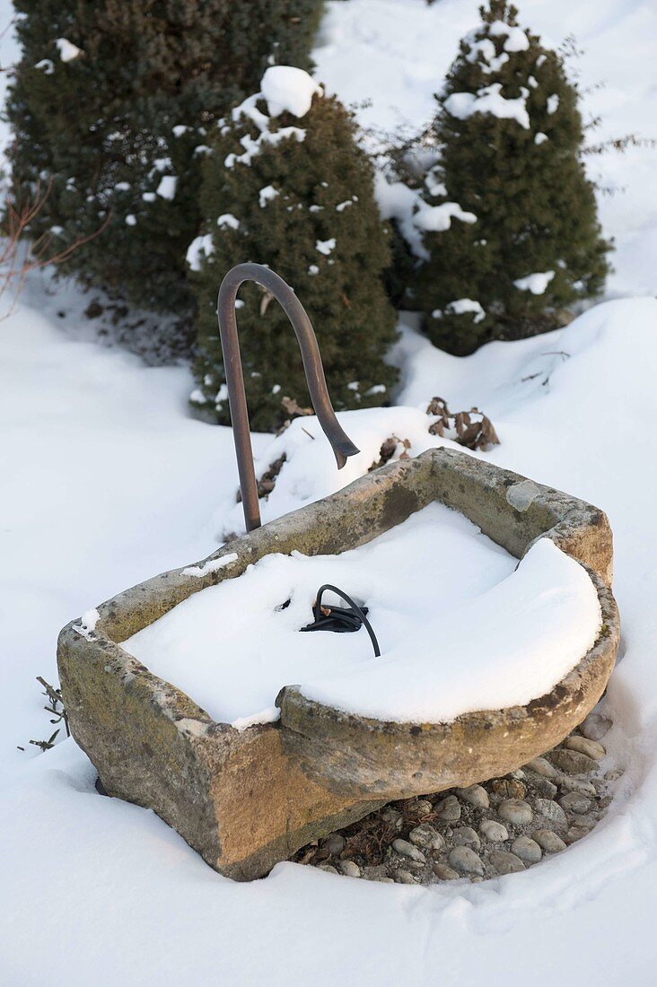 Small snowy fountain with stone trough, Picea glauca 'Conica'