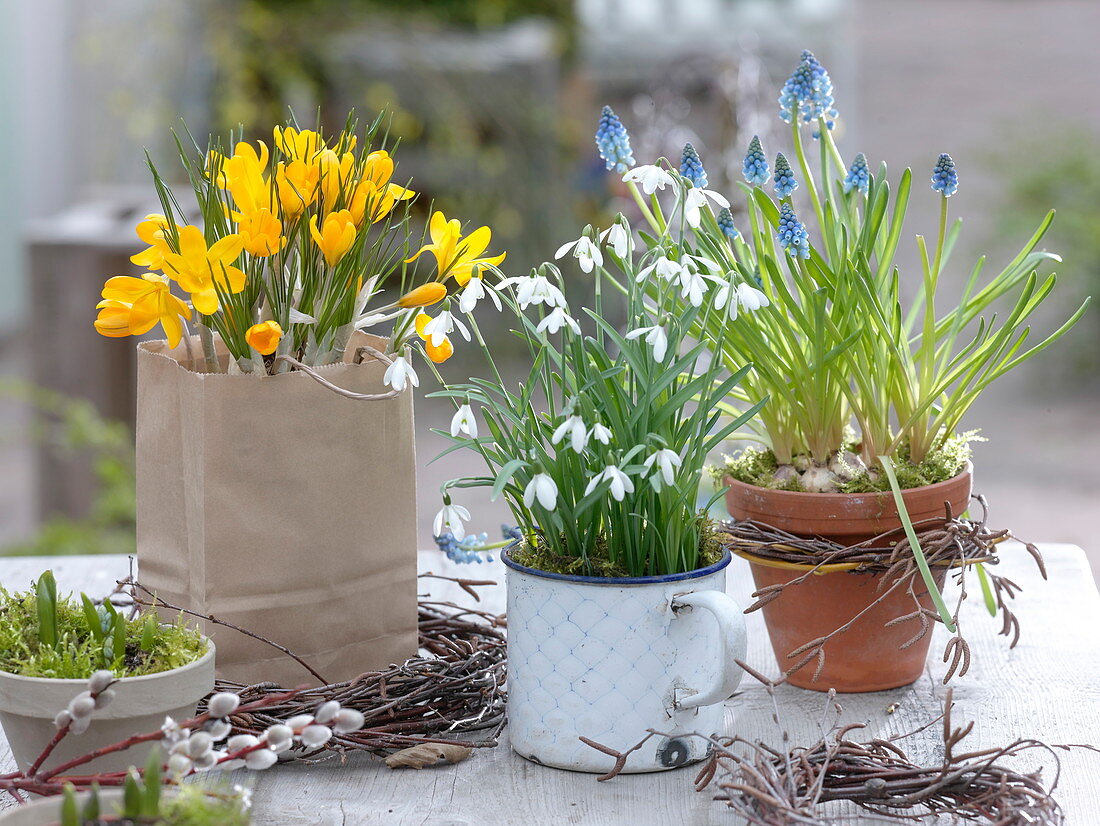 Crocus chrysanthus in paper bag, Galanthus