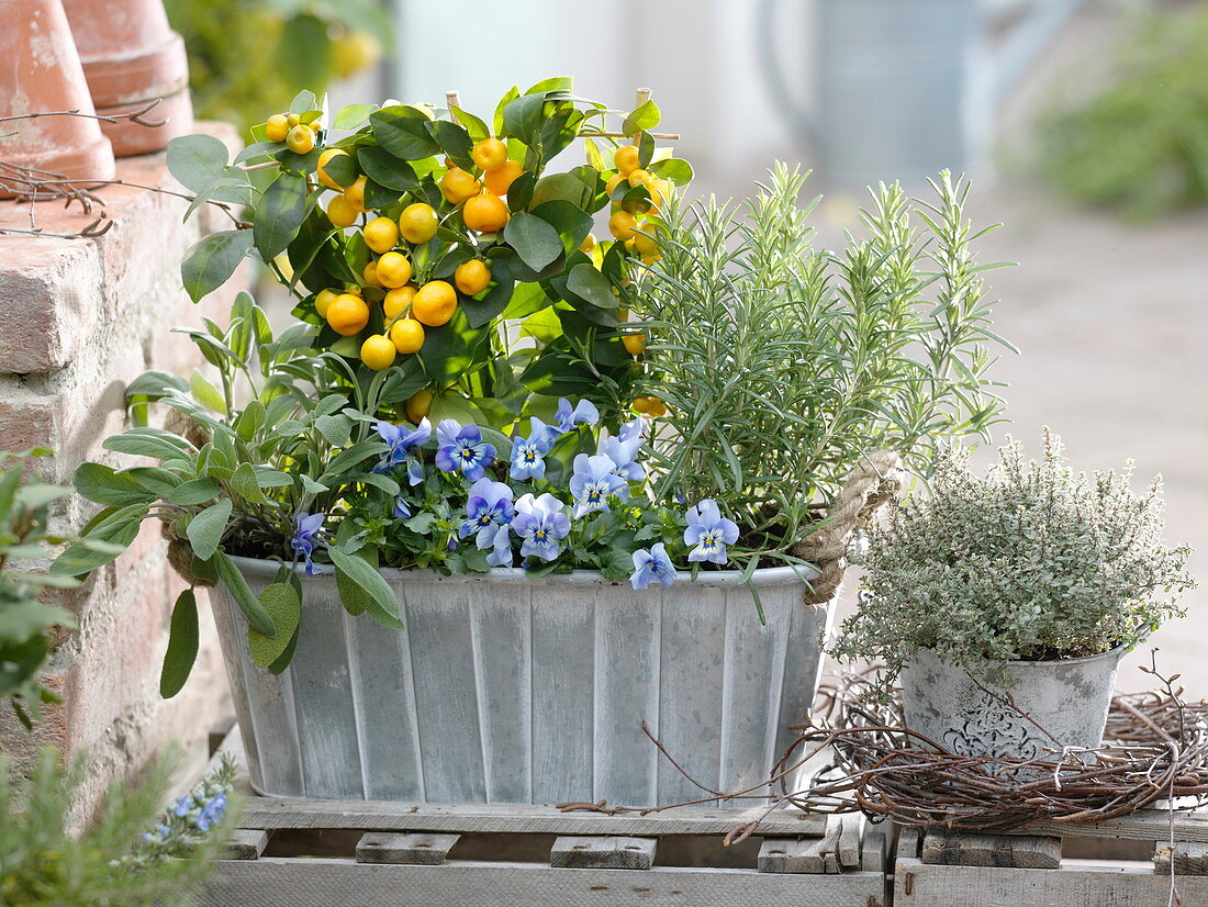 Metal jardiniere with Citrofortunella microcarpa (Calamondin), rosemary