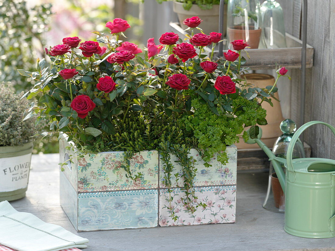 Wooden box with nostalgic decor planted with Rosa (roses), parsley