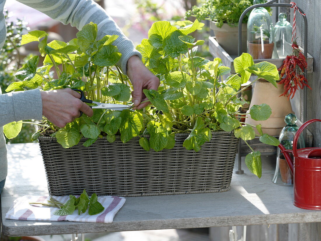 Wasabi (Eutrema japonica) in Korb-Kasten