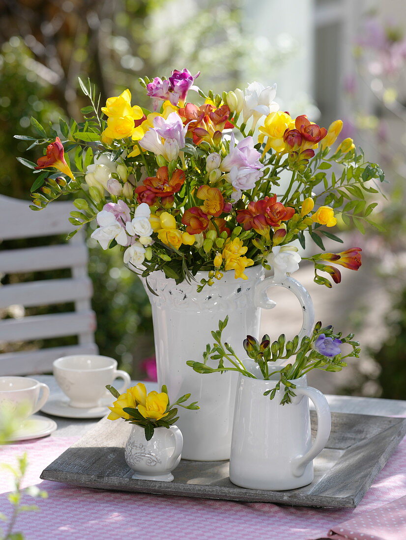 Colourful bouquet of freesia (freesias) in ceramic pots