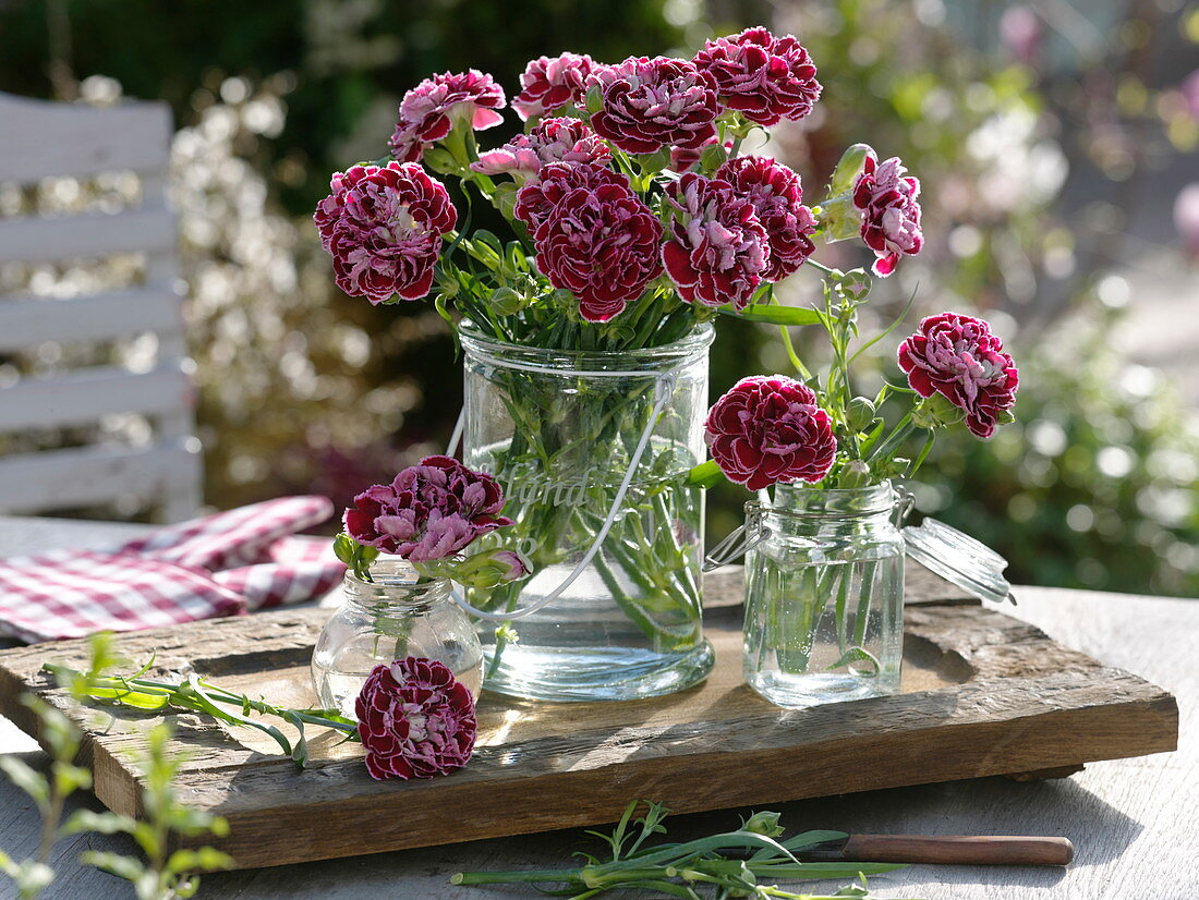 Small bouquets of Dianthus plumarius (feather carnations) in glasses