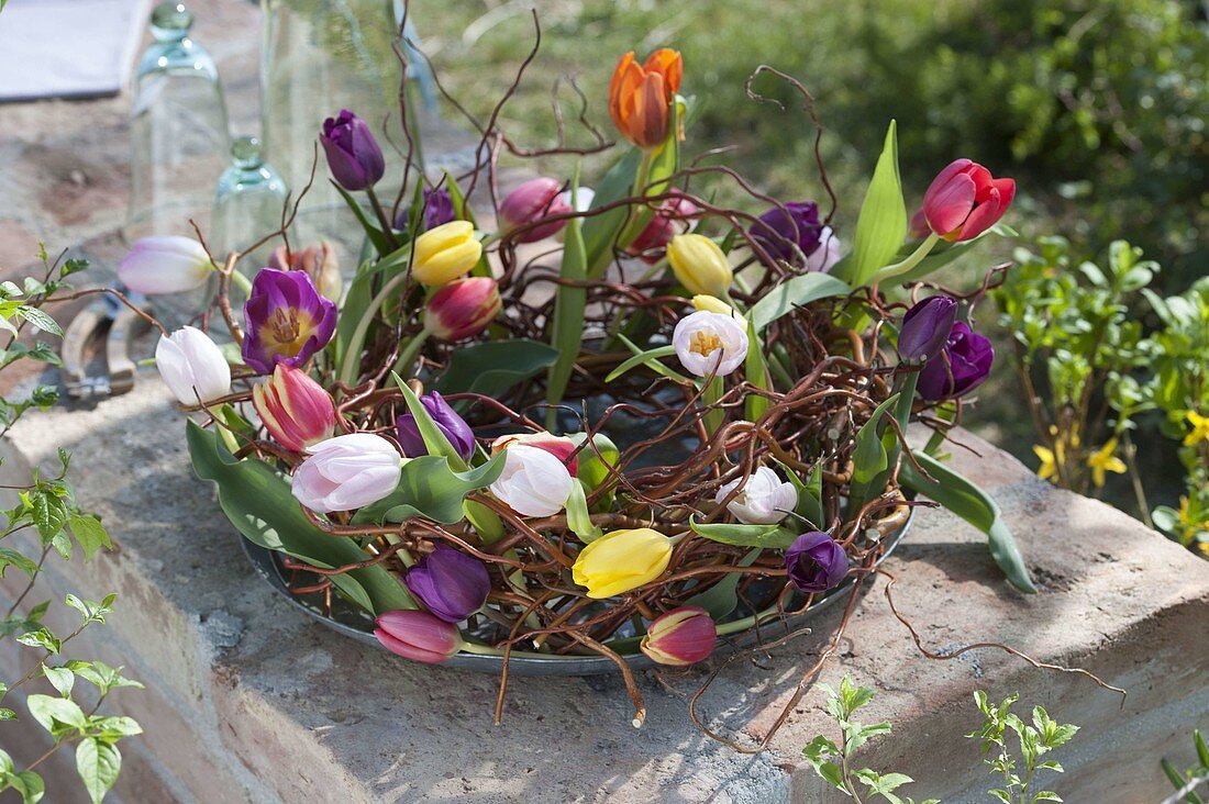 Wreath of Salix erythroflexuosasa with colorful tulipa