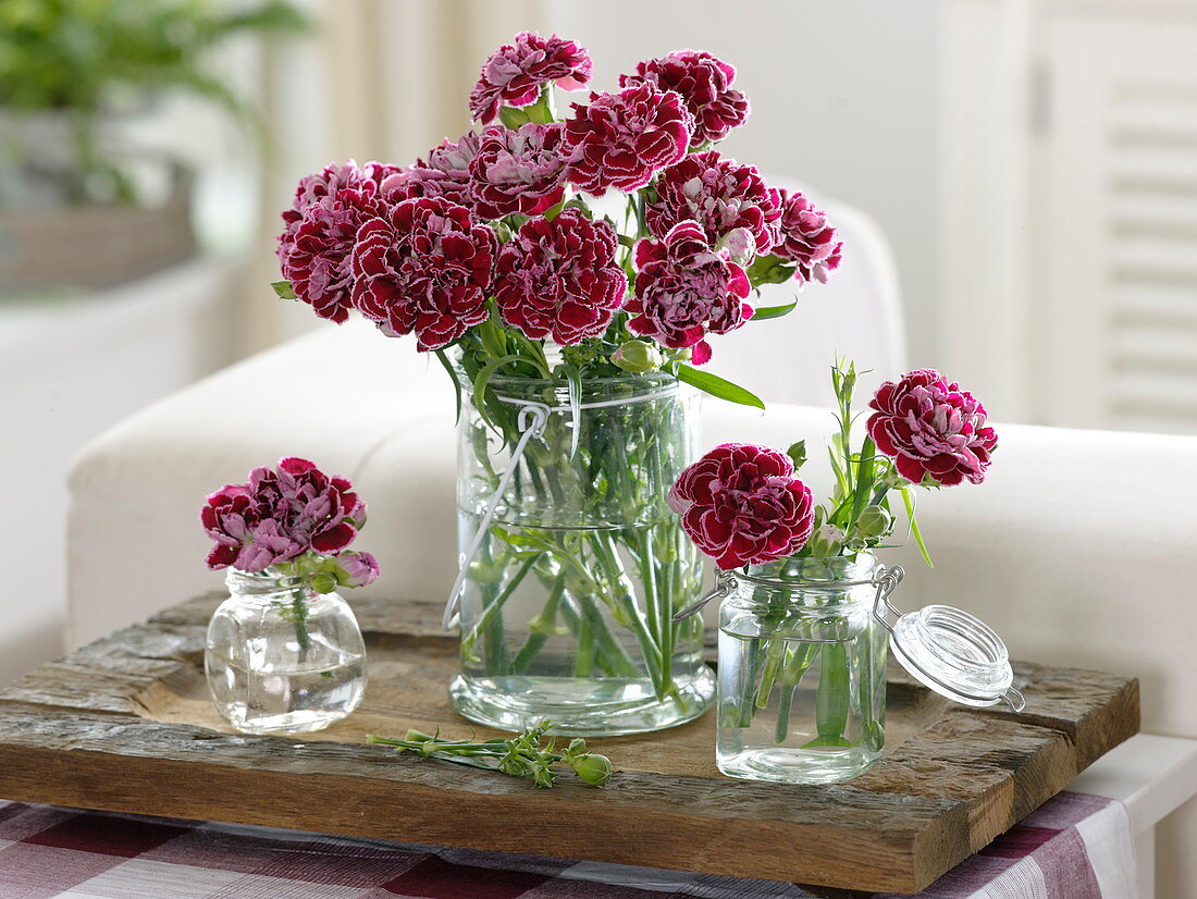 Kleine Sträuße aus Dianthus plumarius (Federnelken) in Gläsern