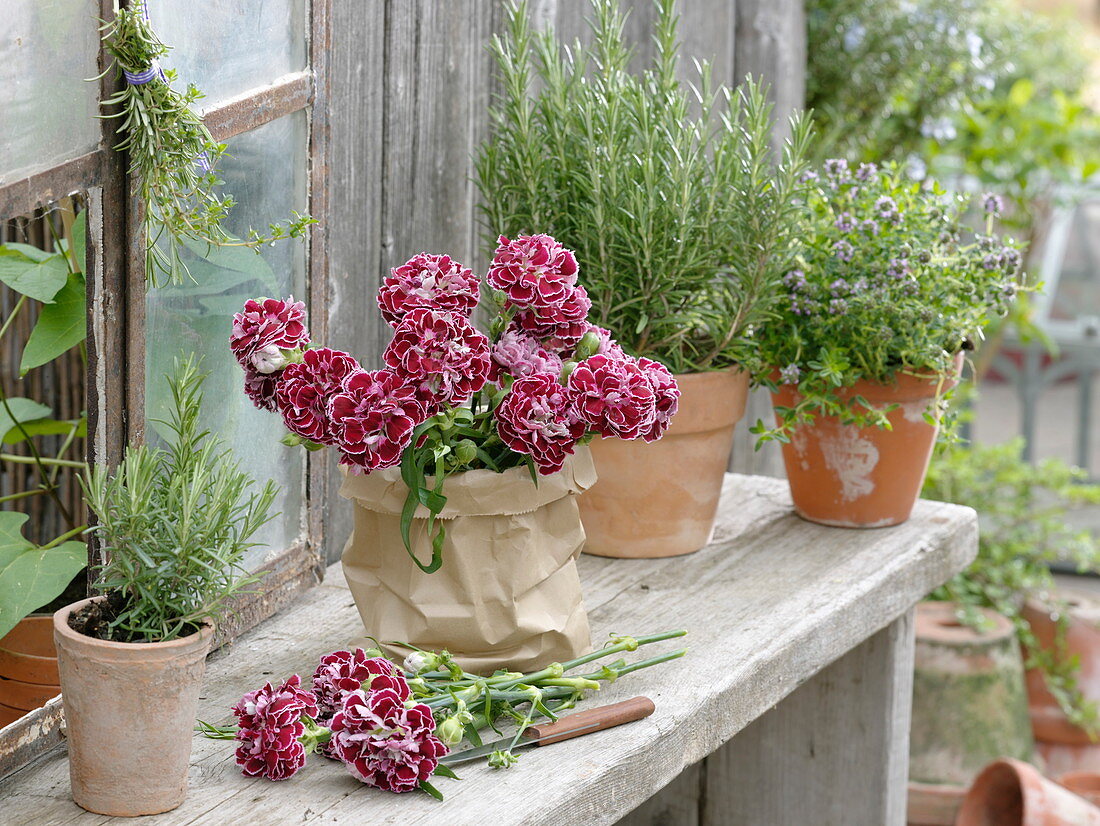 Kleiner Strauß aus Dianthus plumarius (Federnelken) in Papiertüte, Rosmarin