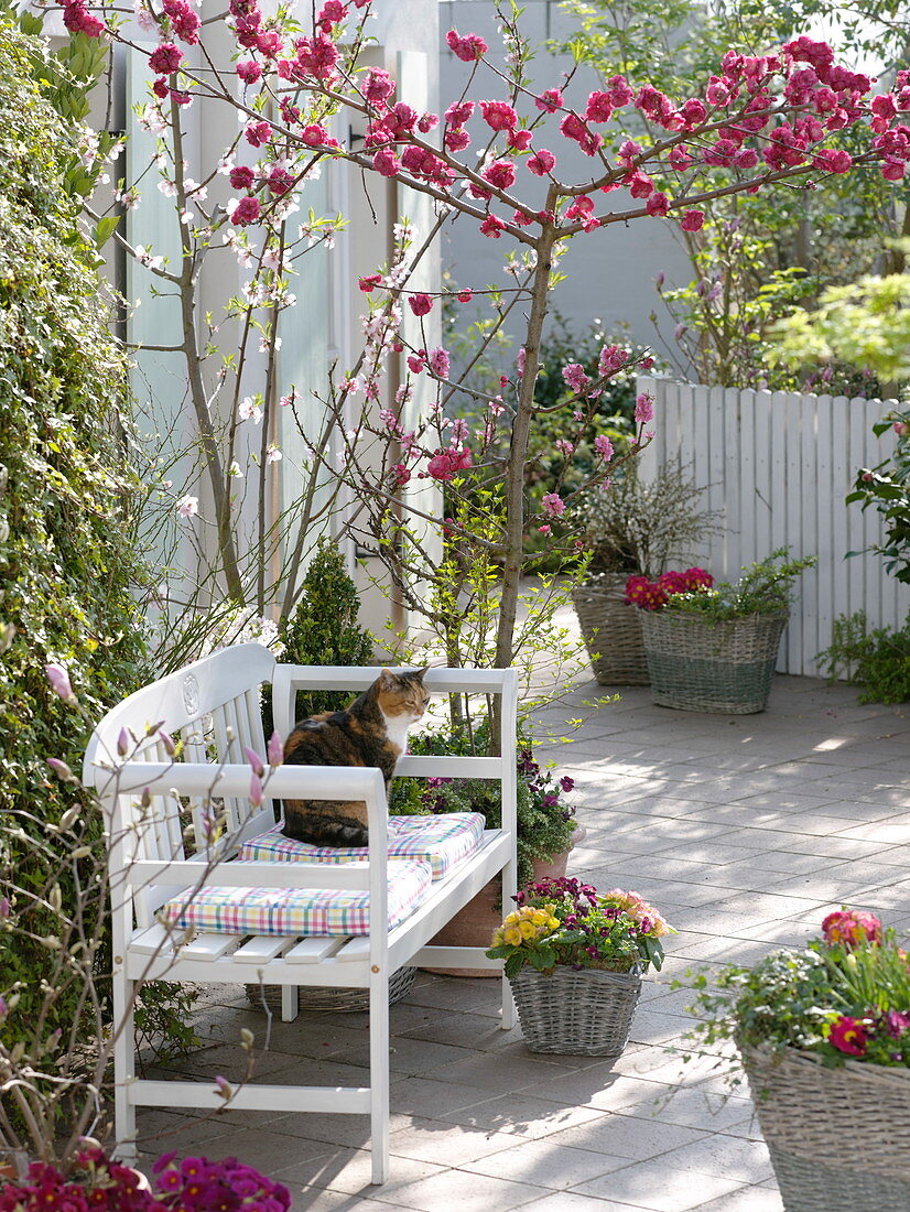 Spring terrace with flowering ornamental peach