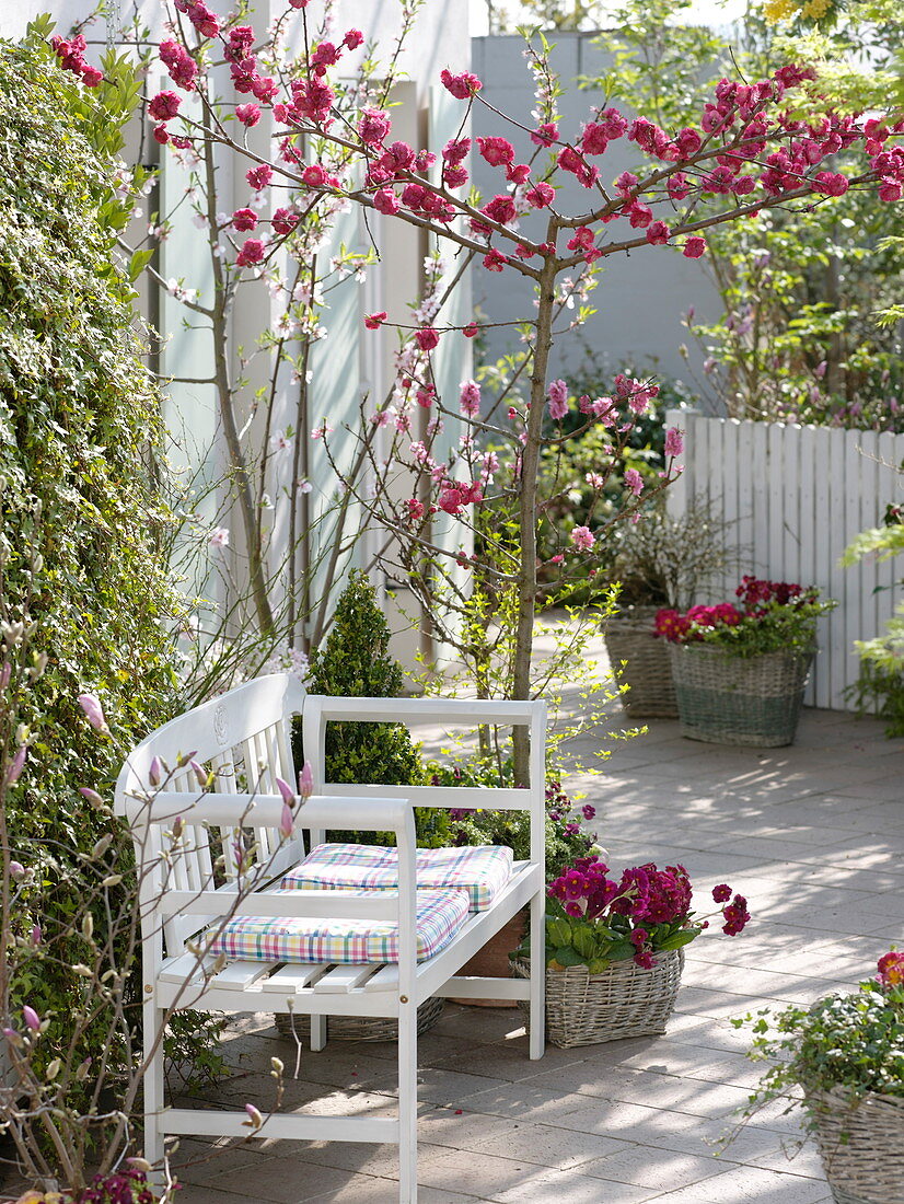 Spring terrace with flowering ornamental peach