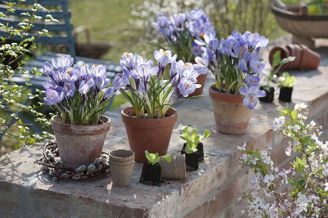 Crocus vernus 'Striped Beauty' (Krokusse) in Tontöpfen