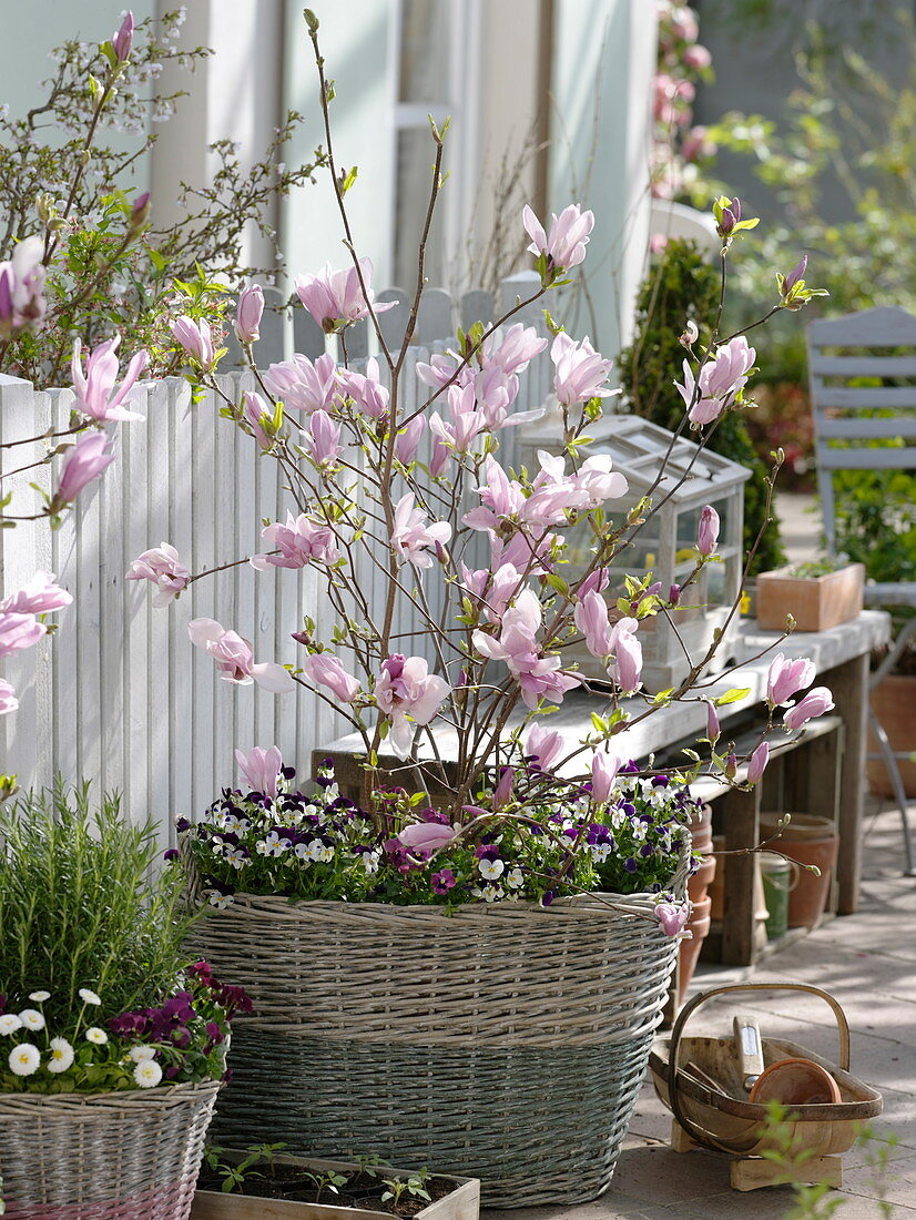 Magnolia fraseri 'Georg Henry Kern' underplanted with Viola cornuta