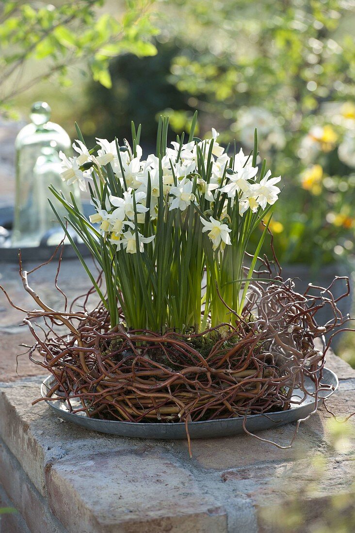 Narcissus 'White Tete a Tete' (Narcissus) in a wreath of Salix erythroflexuosa