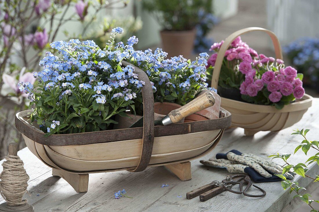 Wooden baskets with Myosotis 'Myomark' (Forget-me-not) and Primula 'Romance'.