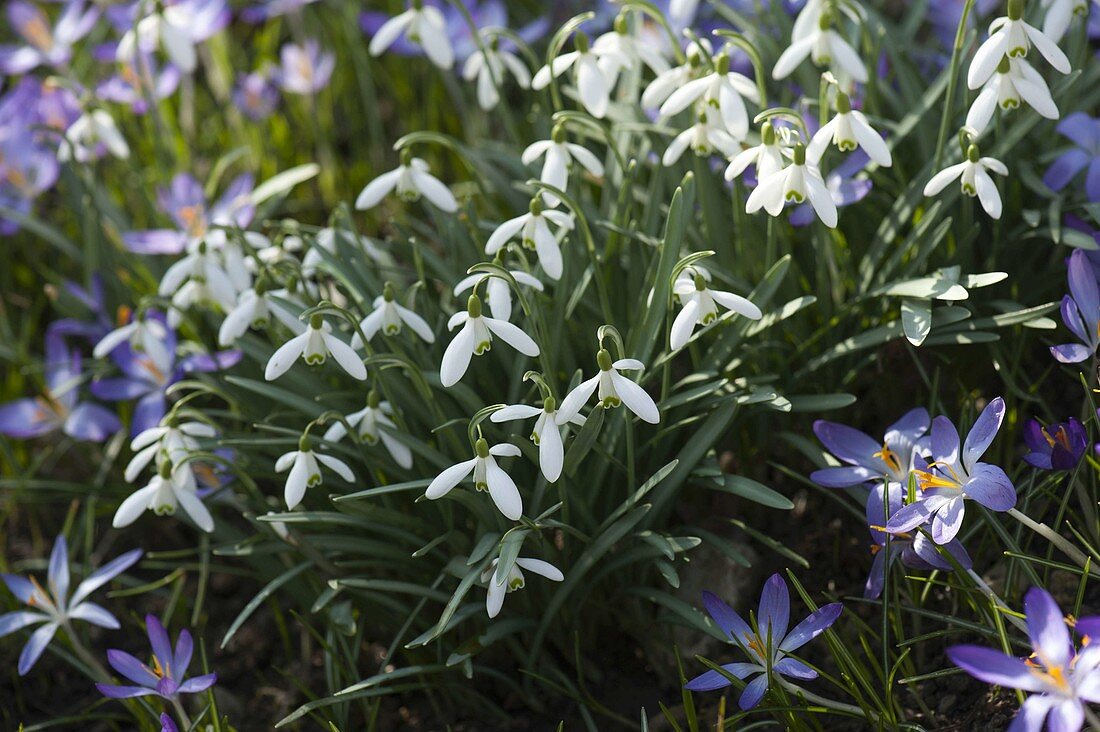 Galanthus nivalis (Schneeglöckchen) und Crocus (Elfen-Krokus)