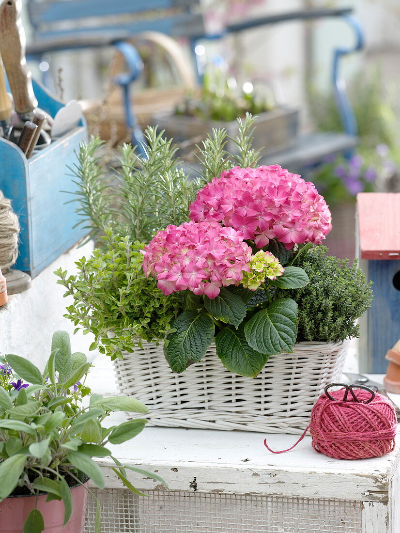 Hydrangea (Hydrangea), Oregano (Origanum), Rosemary (Rosmarinus)