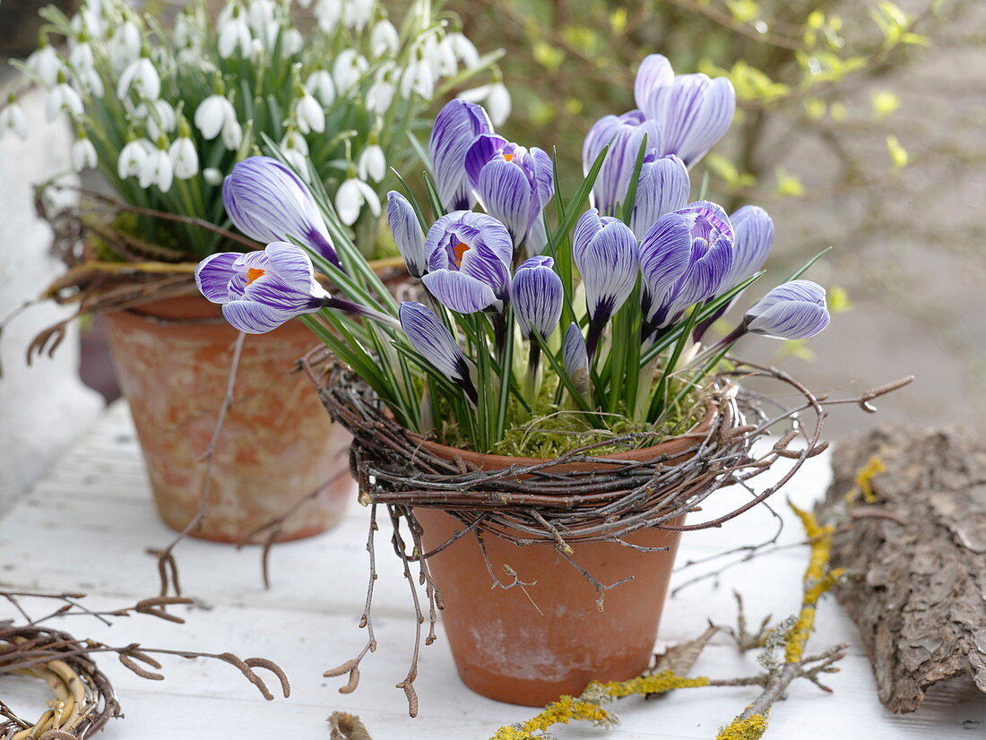 Crocus vernus 'Striped Beauty' (Krokusse), Galanthus (Schneeglöckchen)