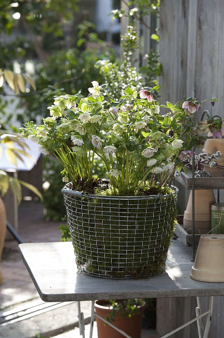 Helleborus orientalis 'Cinderella' in wire basket with moss