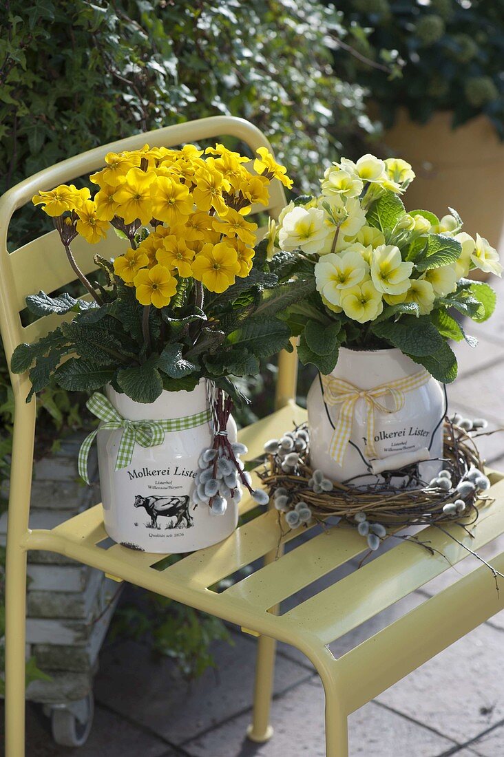 Primula elatior und acaulis (Primeln) in emaillierten Milchkannen