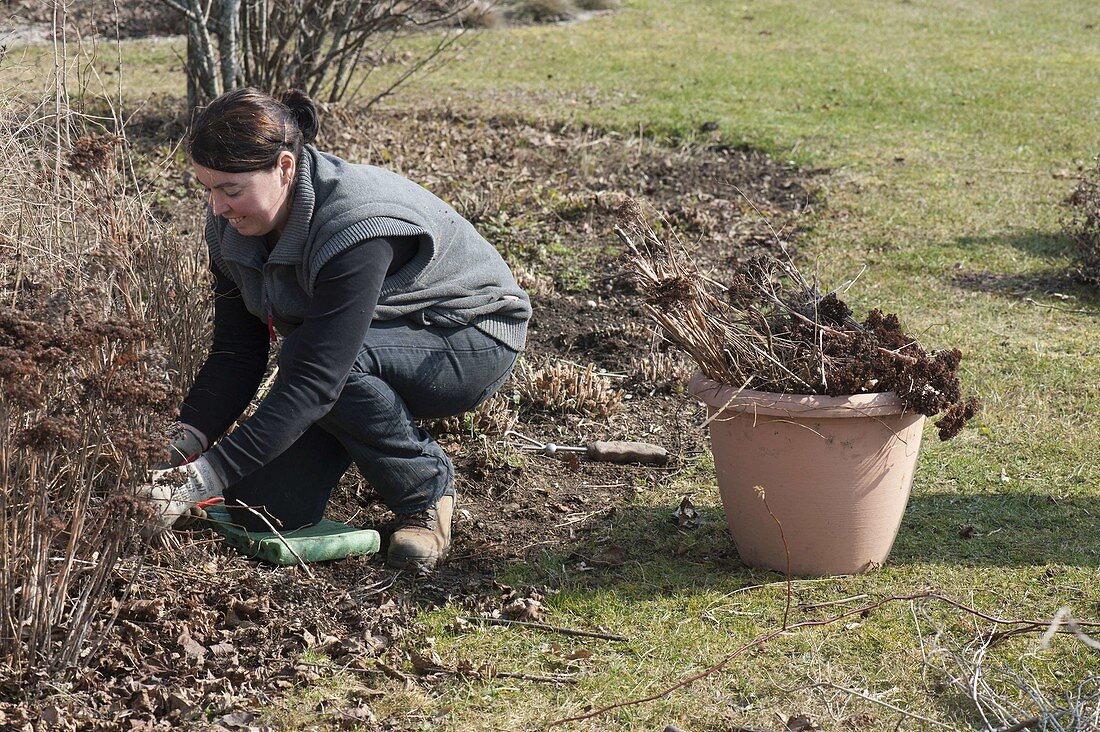 Woman cuts back Sedum telephium (stonecrop) in spring