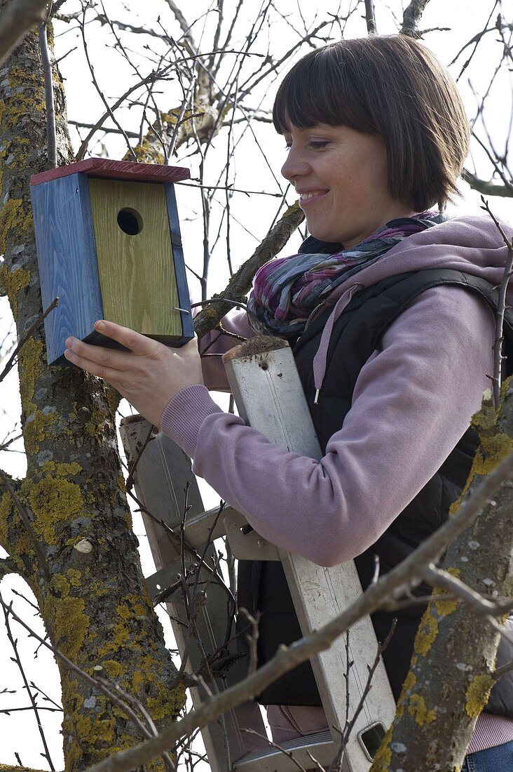 Woman hanging a nesting box on a tree