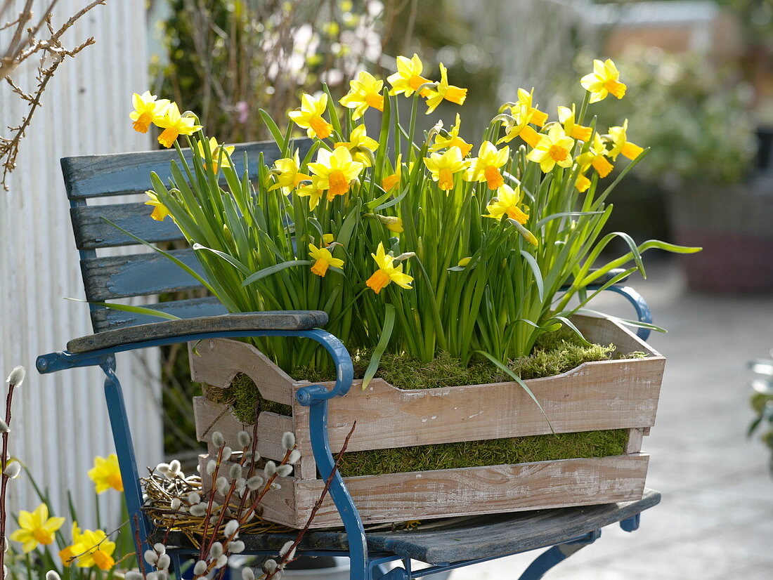 Narcissus (Narzissen) eingebettet in Moos in Holzkiste auf Stuhl gestellt