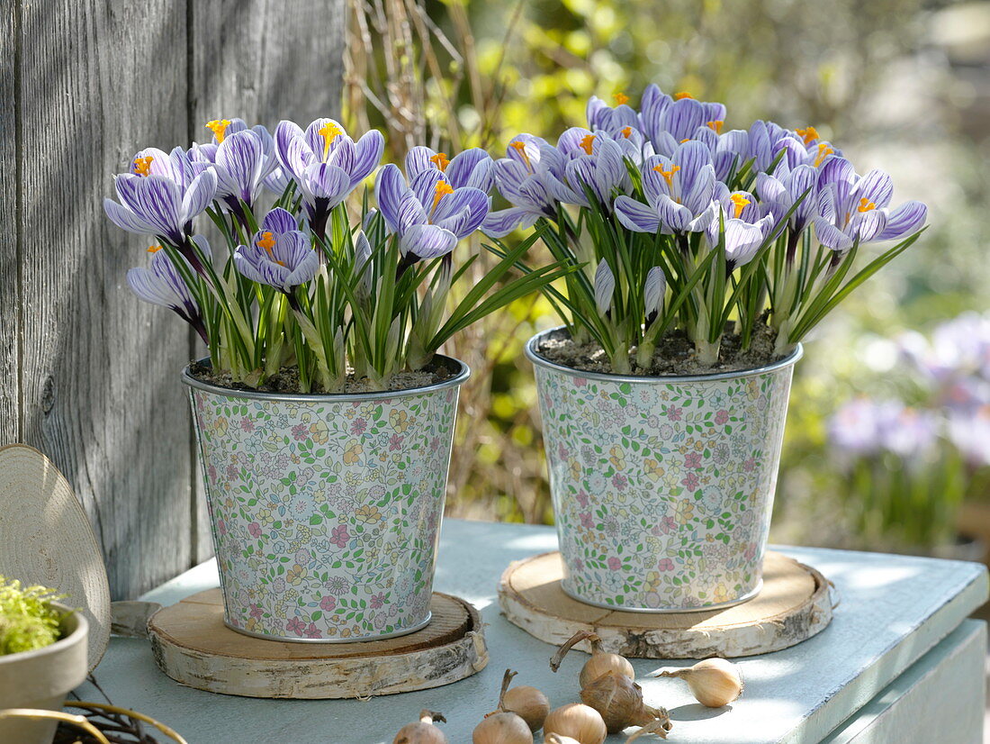 Crocus vernus 'Striped Beauty' (Crocuses) in tin pots on tree discs