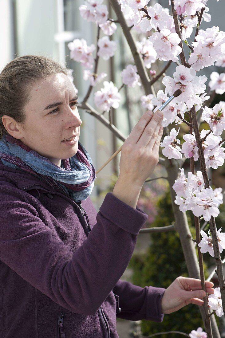 Woman pollinates the blossoms of almond tree, sweet almond (Prunus dulcis)