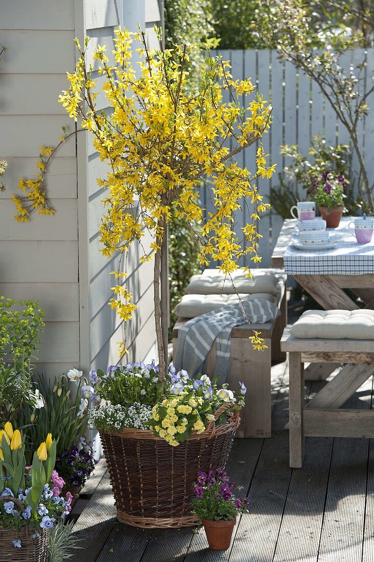 Forsythia 'Weekend' grown as stems