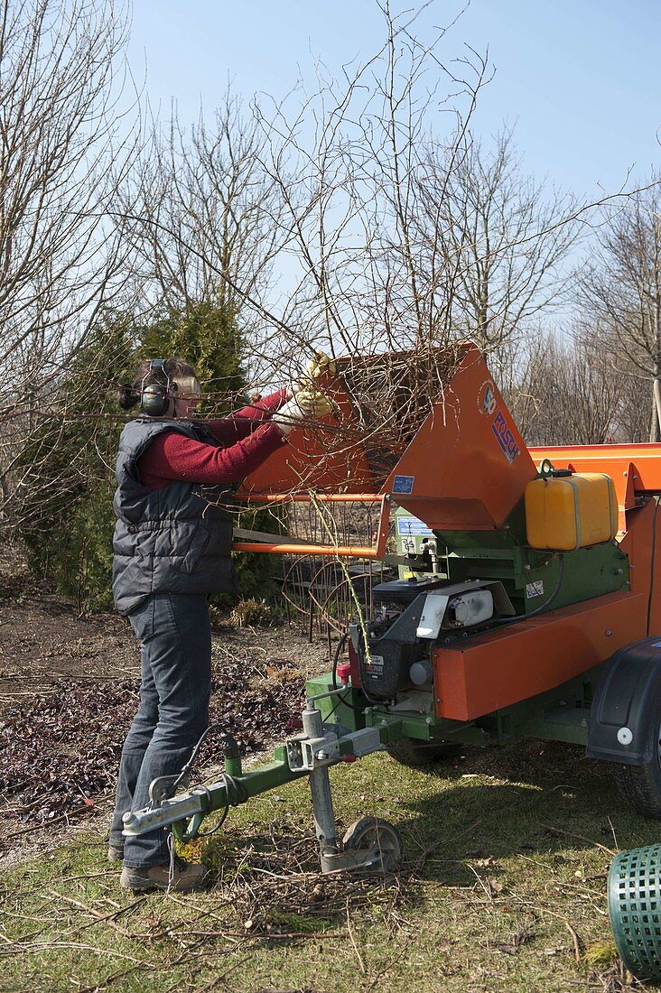 Woman chopping back woody plants with a large shredder