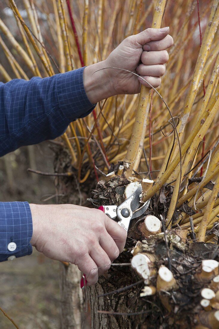 Man cuts back Salix (pollarded willow) in spring