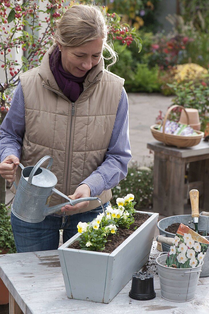 Planting a spring flower box in autumn (4/5)