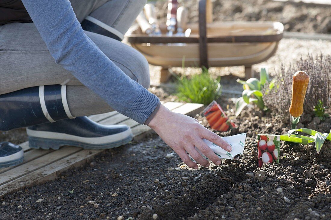 Woman sowing radish (Raphanus) in seed furrow