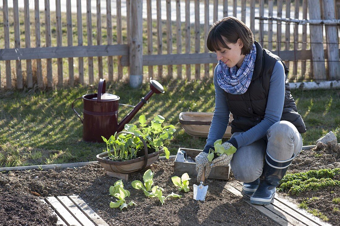 Frau pflanzt Jungpflanzen von Salat (Lactuca) ins Beet