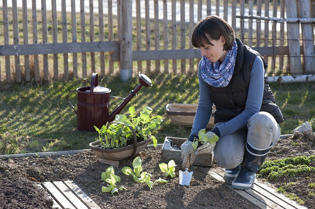 Woman planting young lettuce (Lactuca) plants in the vegetable bed