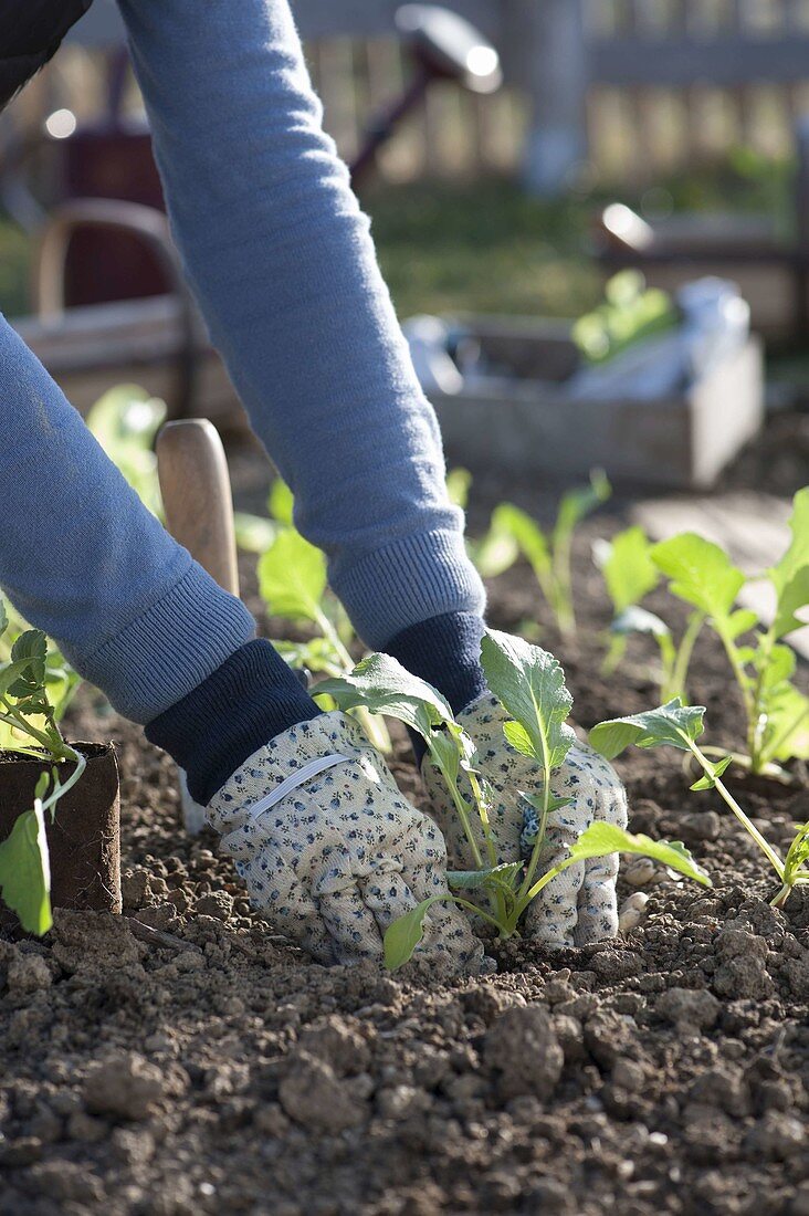 Frau pflanzt Rettich (Raphanus) ins Beet