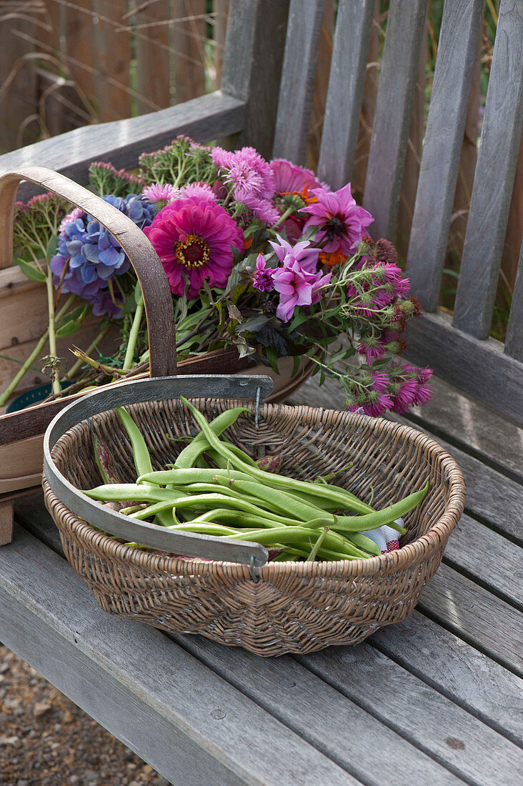 Baskets Of Freshly Harvested Beans (Phaseolus) And Flowers